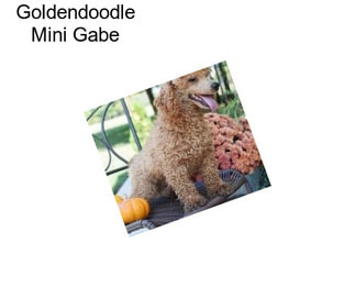 Goldendoodle Mini Gabe