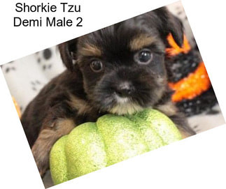 Shorkie Tzu Demi Male 2