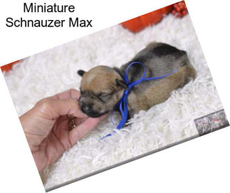 Miniature Schnauzer Max