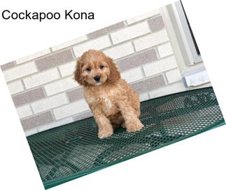 Cockapoo Kona