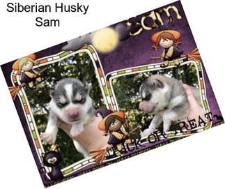 Siberian Husky Sam
