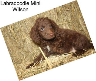 Labradoodle Mini Wilson