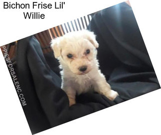 Bichon Frise Lil\' Willie
