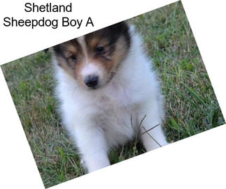 Shetland Sheepdog Boy A