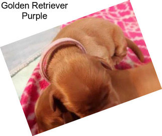 Golden Retriever Purple