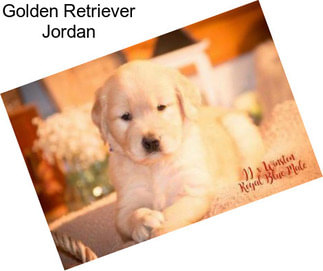 Golden Retriever Jordan