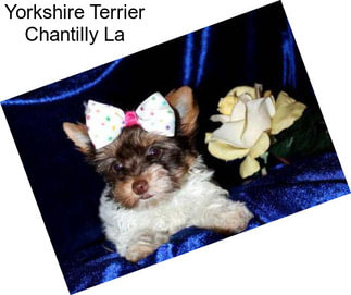Yorkshire Terrier Chantilly La