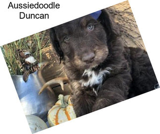 Aussiedoodle Duncan