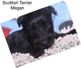 Scottish Terrier Megan