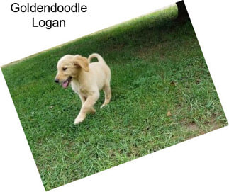 Goldendoodle Logan