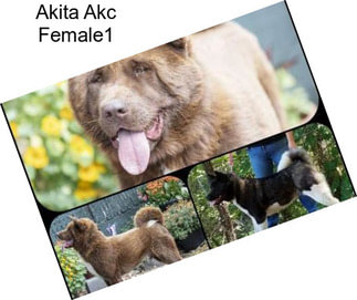 Akita Akc Female1