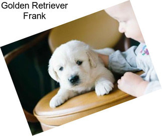 Golden Retriever Frank