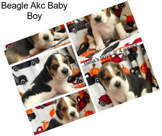 Beagle Akc Baby Boy