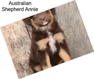 Australian Shepherd Annie