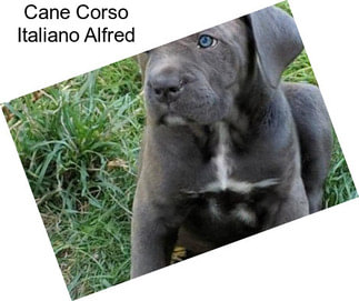 Cane Corso Italiano Alfred