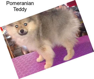 Pomeranian Teddy