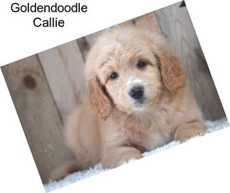 Goldendoodle Callie
