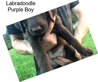 Labradoodle Purple Boy