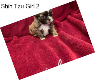 Shih Tzu Girl 2