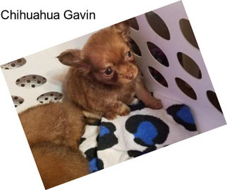 Chihuahua Gavin