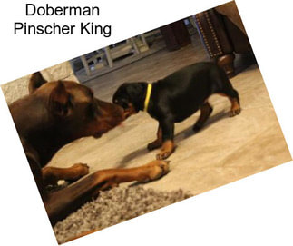 Doberman Pinscher King