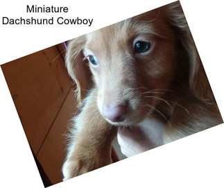 Miniature Dachshund Cowboy