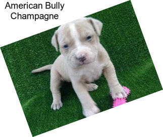 American Bully Champagne