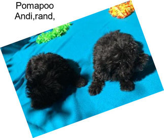 Pomapoo Andi,rand,