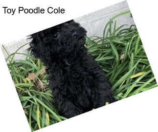 Toy Poodle Cole