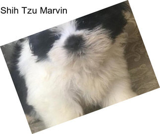 Shih Tzu Marvin