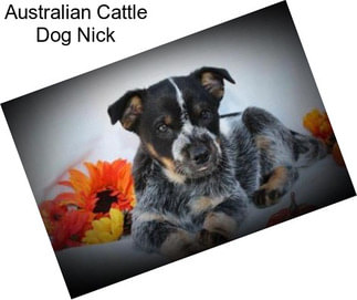 Australian Cattle Dog Nick