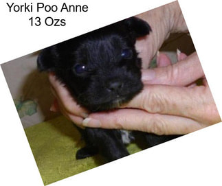 Yorki Poo Anne 13 Ozs