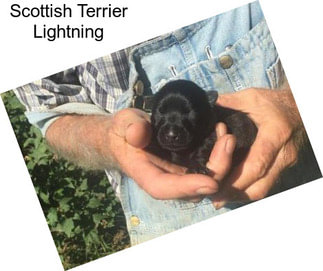 Scottish Terrier Lightning