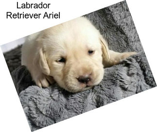 Labrador Retriever Ariel