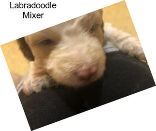 Labradoodle Mixer