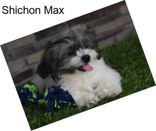 Shichon Max