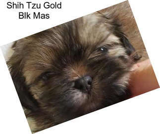 Shih Tzu Gold Blk Mas