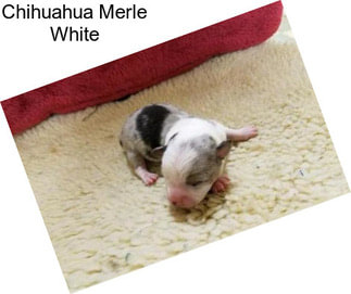 Chihuahua Merle White