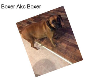 Boxer Akc Boxer