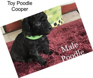 Toy Poodle Cooper
