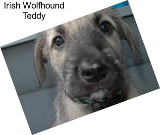 Irish Wolfhound Teddy