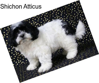 Shichon Atticus