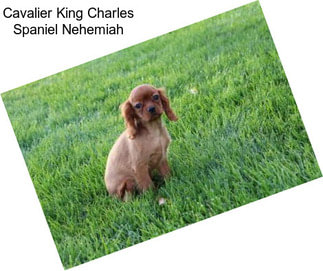 Cavalier King Charles Spaniel Nehemiah