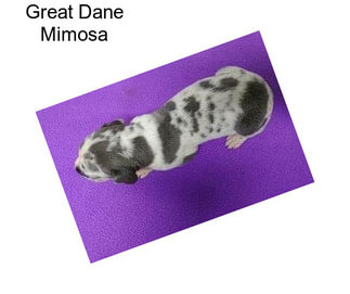 Great Dane Mimosa