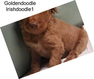 Goldendoodle Irishdoodle1