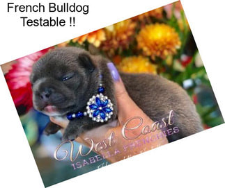 French Bulldog Testable !!