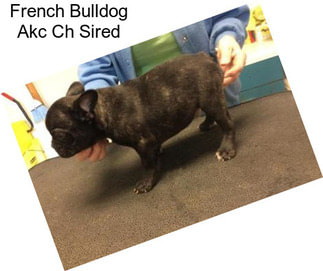 French Bulldog Akc Ch Sired