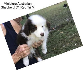 Miniature Australian Shepherd C1 Red Tri M