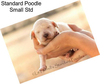 Standard Poodle Small Std