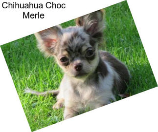 Chihuahua Choc Merle
